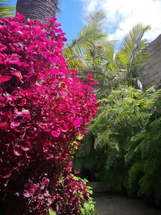 Villa Pitta Porto Santo Zewnętrze zdjęcie